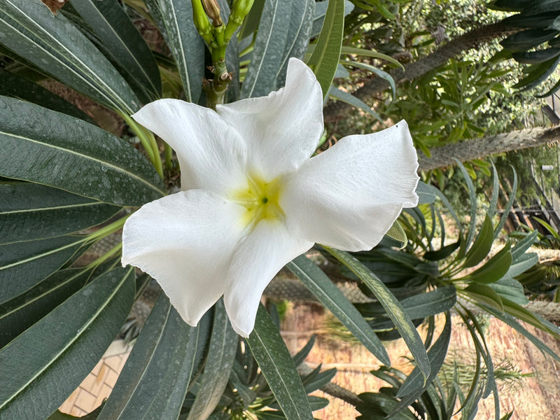 Un fiore bianco aperto di una palma del Madagascar con centro giallastro, circondato da foglie verdi allungate.