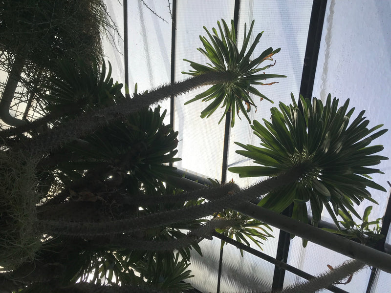 Madagaskarpalme — foto 4 di 7