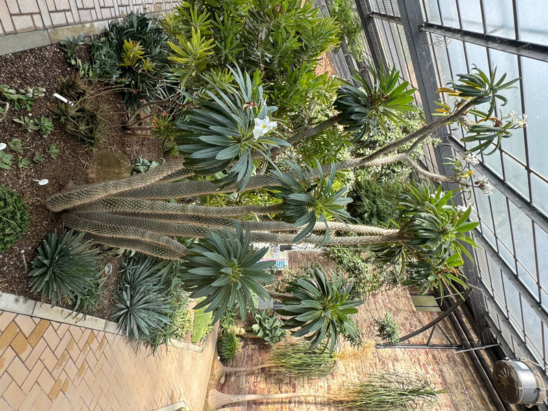 Una palma del Madagascar in fiore con fusti spinosi e ramificati cresce in un'aiuola di una serra.