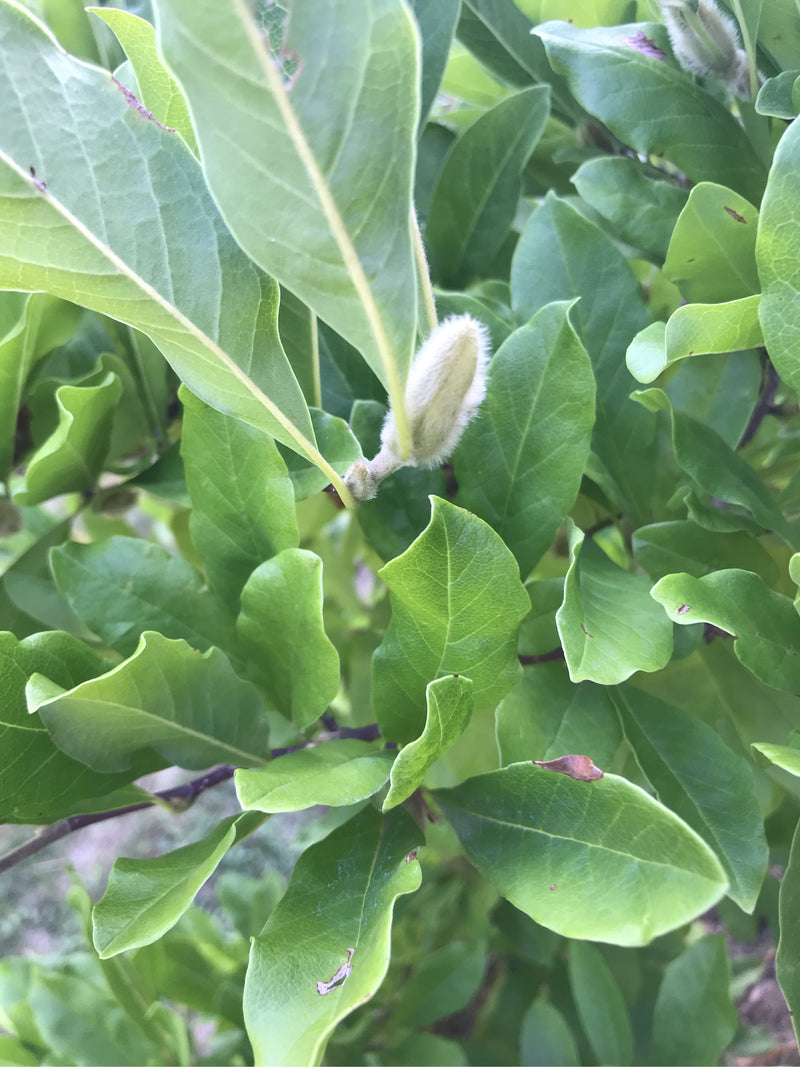 L'immagine mostra foglie verdi e un bocciolo peloso di una magnolia. La pianta si trova in un ambiente naturale.