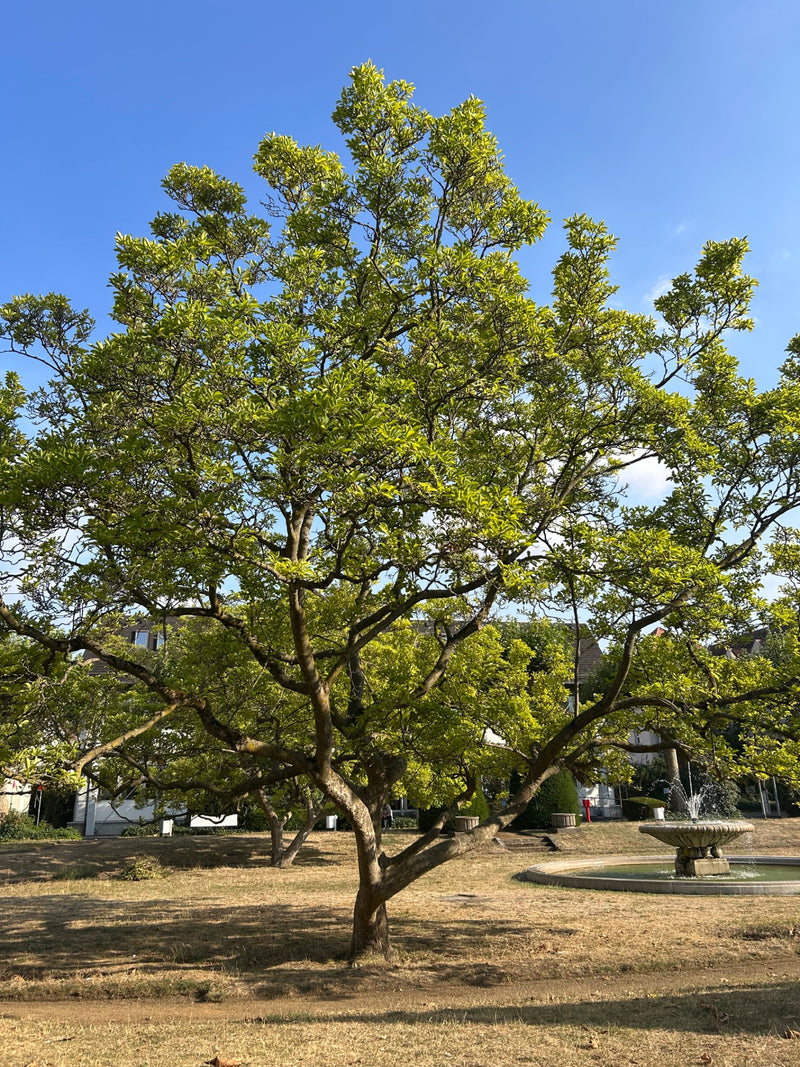 L'immagine mostra un grande magnolia completamente fiorito in un parco. Edifici e una fontana sono visibili sullo sfondo.