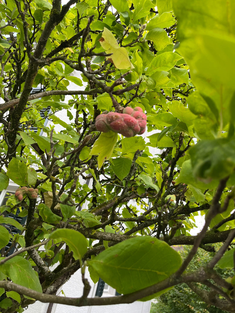 Si vede un infruttescenza matura e rosa di magnolia in mezzo a foglie verdi e rami. Lo scatto mostra la pianta nel suo ambiente naturale.