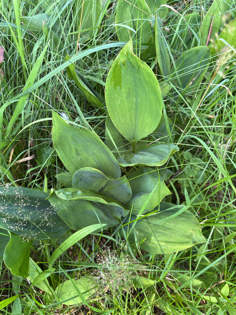 L'immagine mostra le foglie verdi e largamente lanceolate di un mughetto che crescono tra l'erba alta. La pianta si trova in un ambiente di prato naturale.