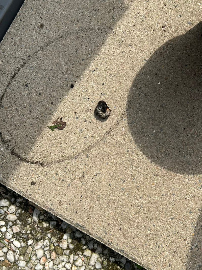 Una larva di maggiolino arricciata, nota anche come Melolonta, si trova su piastrelle di pietra chiare. L'animale è chiaramente visibile.
