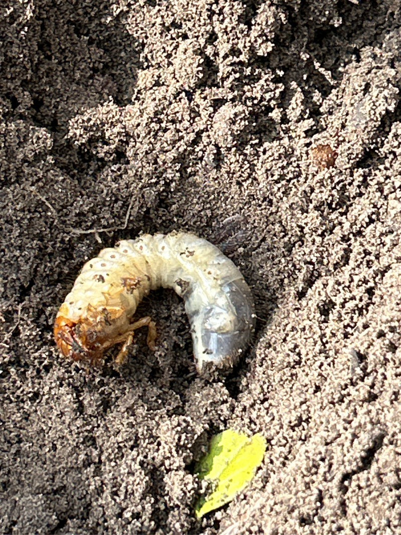 L'immagine mostra una tipica larva di maggiolino, nota come melolonta, sdraiata su terreno sabbioso. Lo stadio larvale è chiaramente riconoscibile.