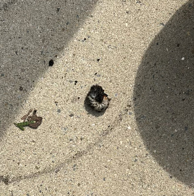 Una larva di maggiolino, nota come melolonta, si trova su un pavimento di pietra chiara. L'animale è in una tipica posizione di riposo leggermente curva.