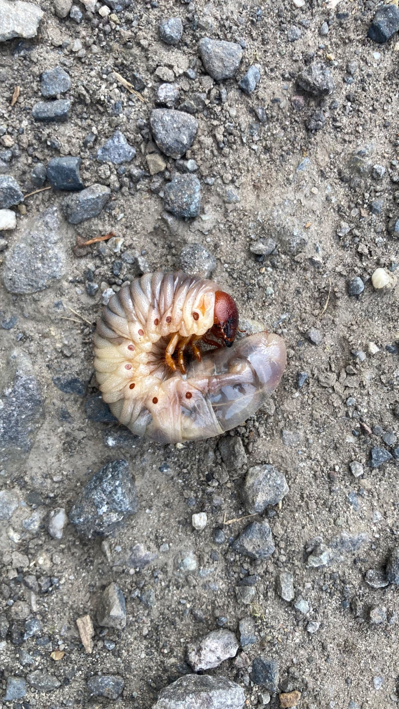 Una larva di maggiolino biancastra giace rannicchiata a forma di C su un terreno sabbioso e ghiaioso.