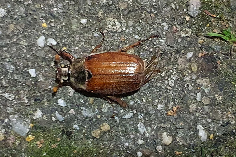 Un maggiolino è seduto su un terreno sassoso, visto dall'alto. L'insetto è chiaramente visibile.