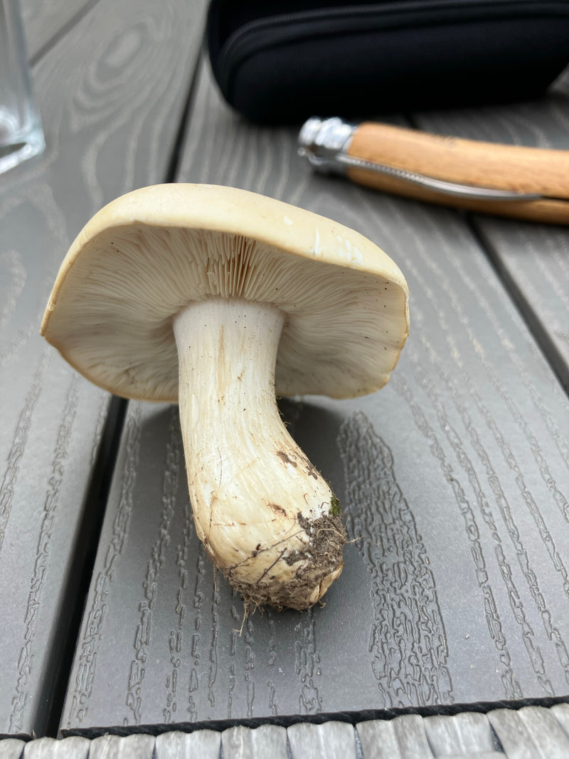 Può fungo — Bild 4