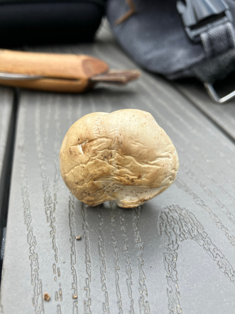 Può fungo — Bild 3