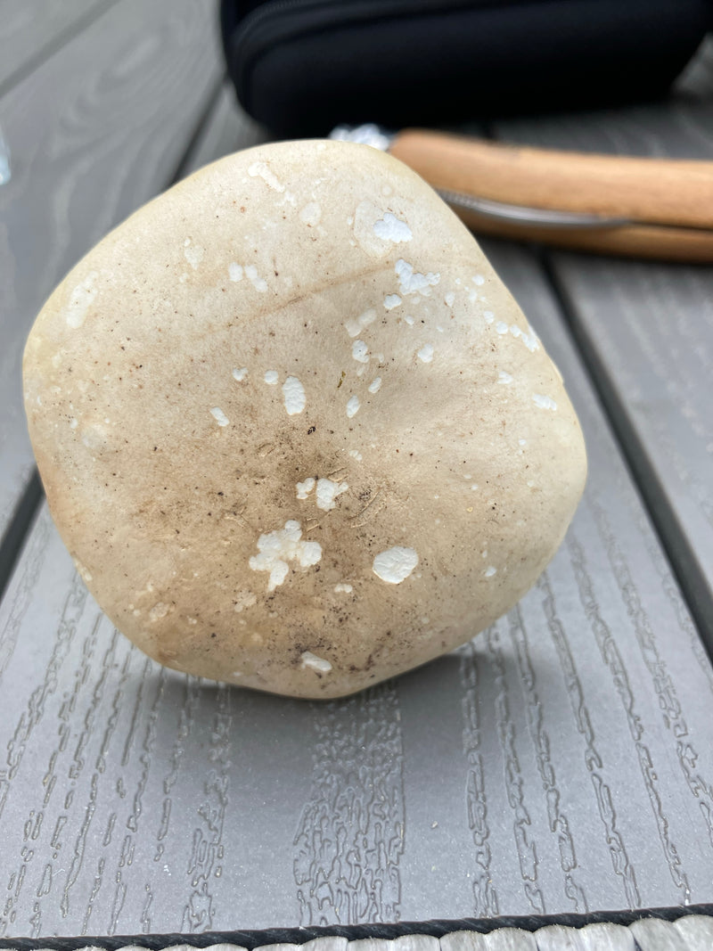 Può fungo — Bild 2