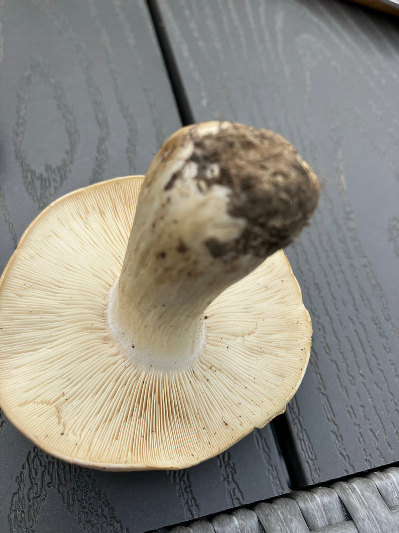 Può fungo — Bild 1
