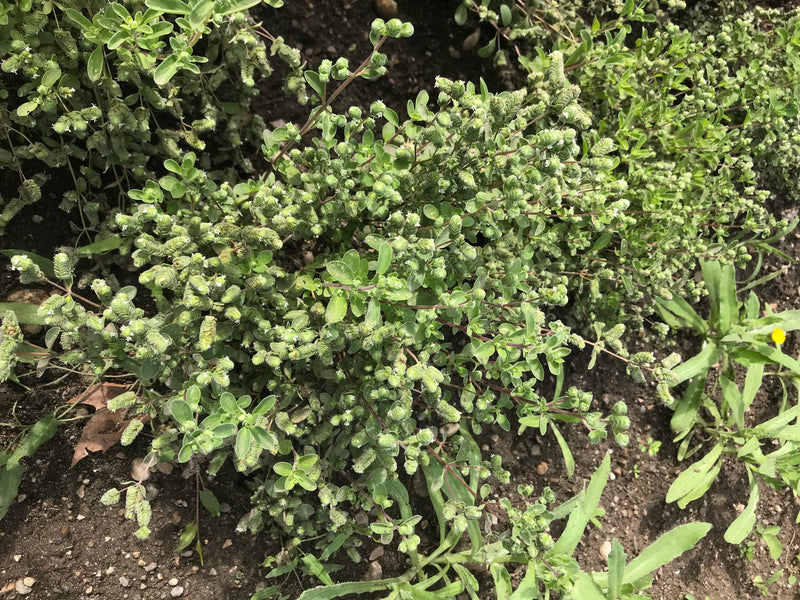 Si vede una pianta di maggiorana cespugliosa con molte piccole foglie e boccioli di fiori. Cresce in un'aiuola su terra scura.