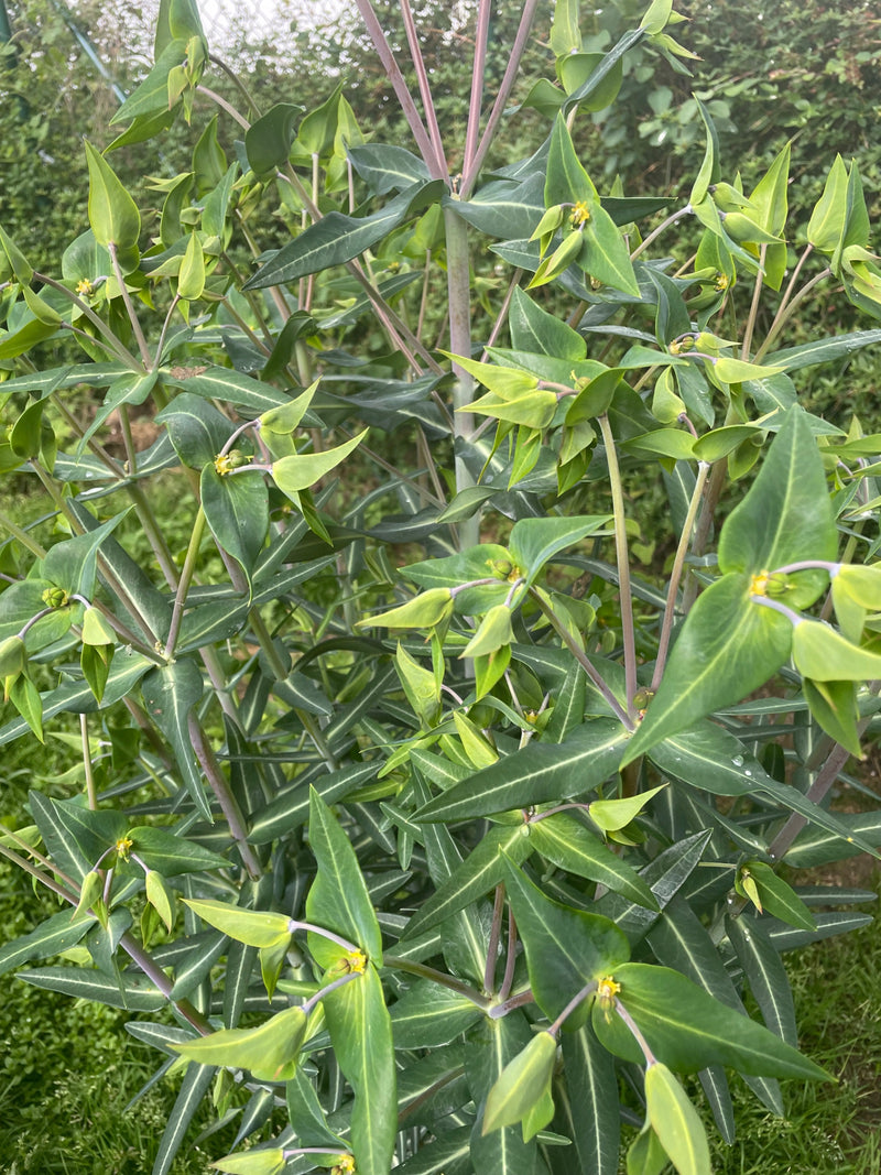 Euforbia di mandorle — Bild 1