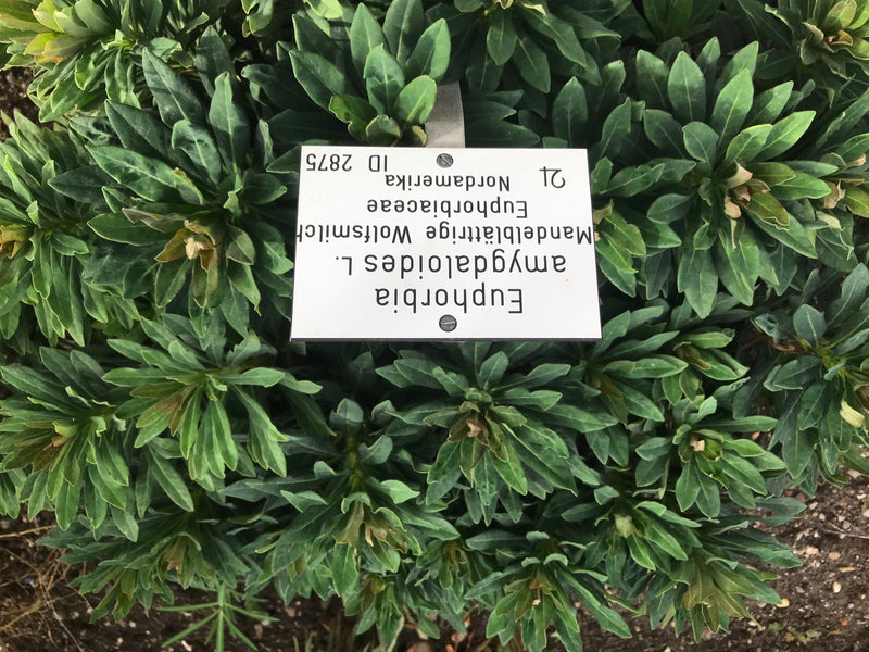 L'immagine mostra un euforbia delle selve con foglie verdi dense e un cartellino identificativo.