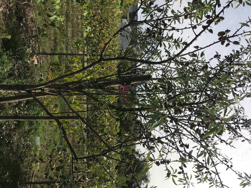 L'immagine mostra un albero da frutto a nocciolo adulto con numerosi rami, foglie verdi e frutti su un cielo luminoso. L'albero si trova in un ambiente natur...