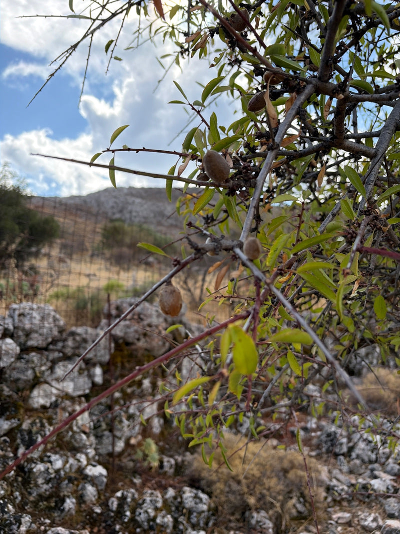 Rami di un mandorlo con foglie strette e frutti in maturazione davanti a un paesaggio roccioso.