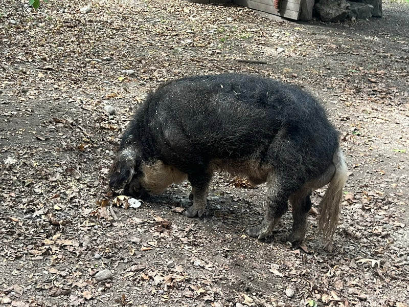 Mangalica-Schwein — foto 1 di 6