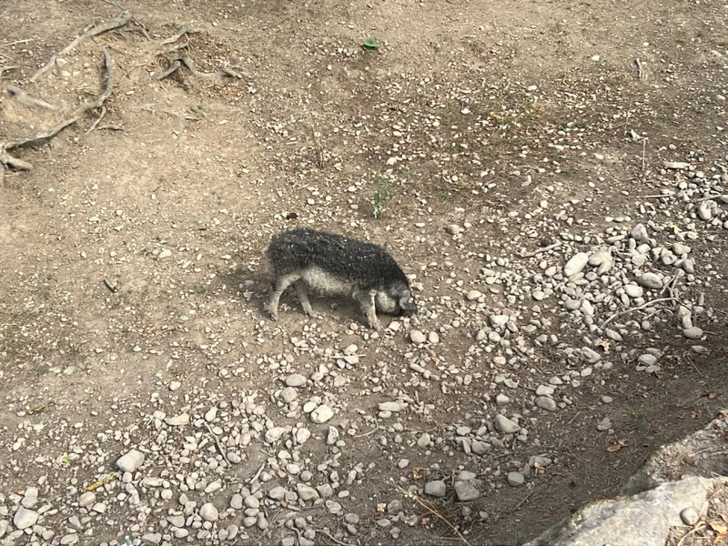 Mangalica-Schwein — foto 3 di 6