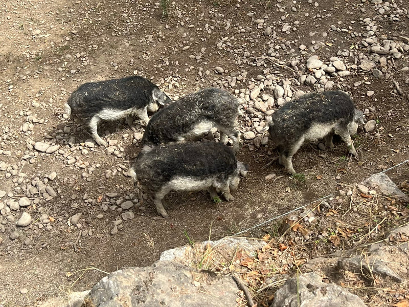 Mangalica-Schwein — foto 2 di 6