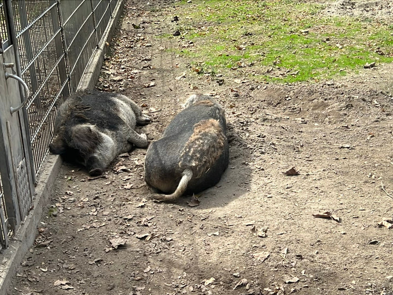 Mangalica-Schwein — foto 4 di 6