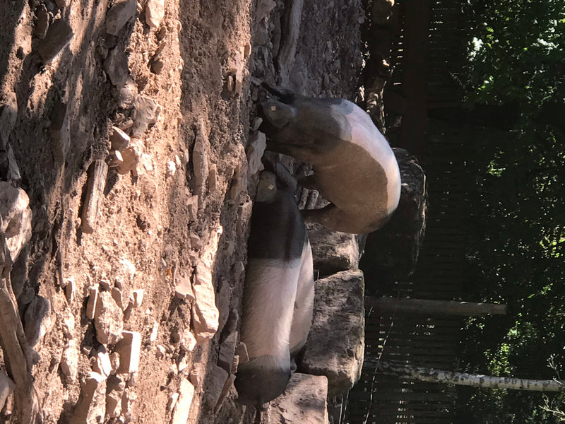 Mangalica-Schwein — foto 5 di 6