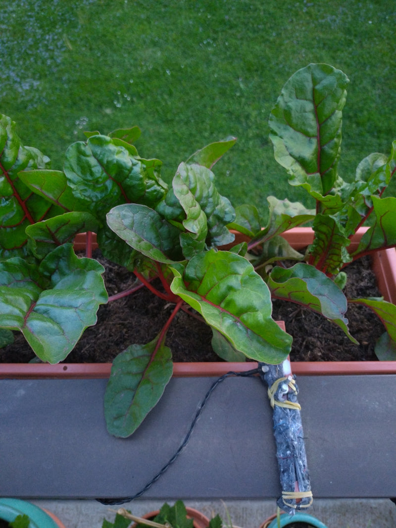 Bietola — Bild 1
