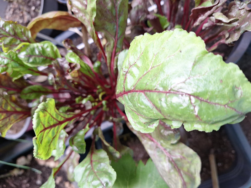 È visibile una sana pianta di bietola con vivaci foglie verde-rosse e nervature pronunciate. Lo scatto mostra la pianta dall'alto in un vaso.