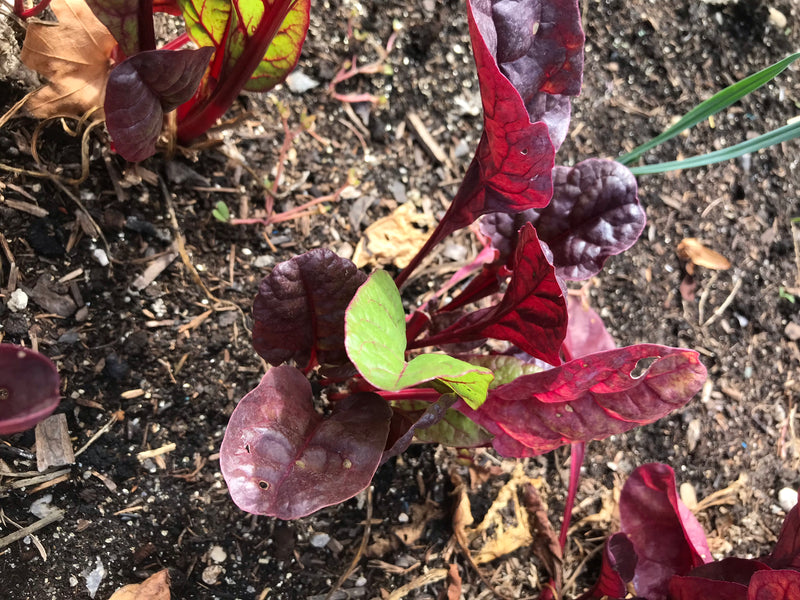 Una giovane pianta di bietola con caratteristiche foglie rosso-viola e verdi cresce in un terreno da giardino scuro. Lo scatto mostra la pianta dall'alto.