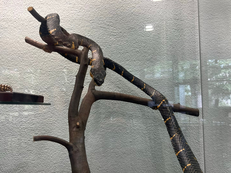 Mangroven-Nachtbaumnatter — foto 1 di 1