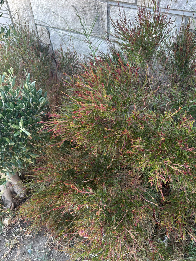 Manuka (mirto del mare del sud) — foto 2 di 4