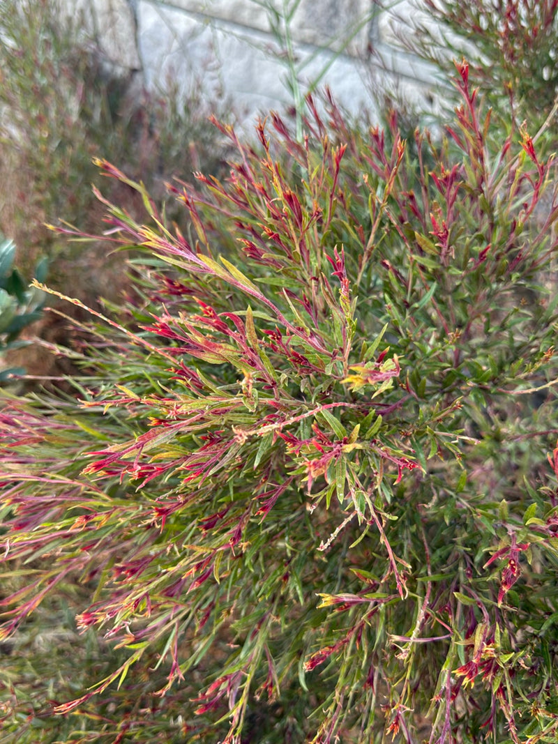 Manuka (mirto del mare del sud) — foto 3 di 4