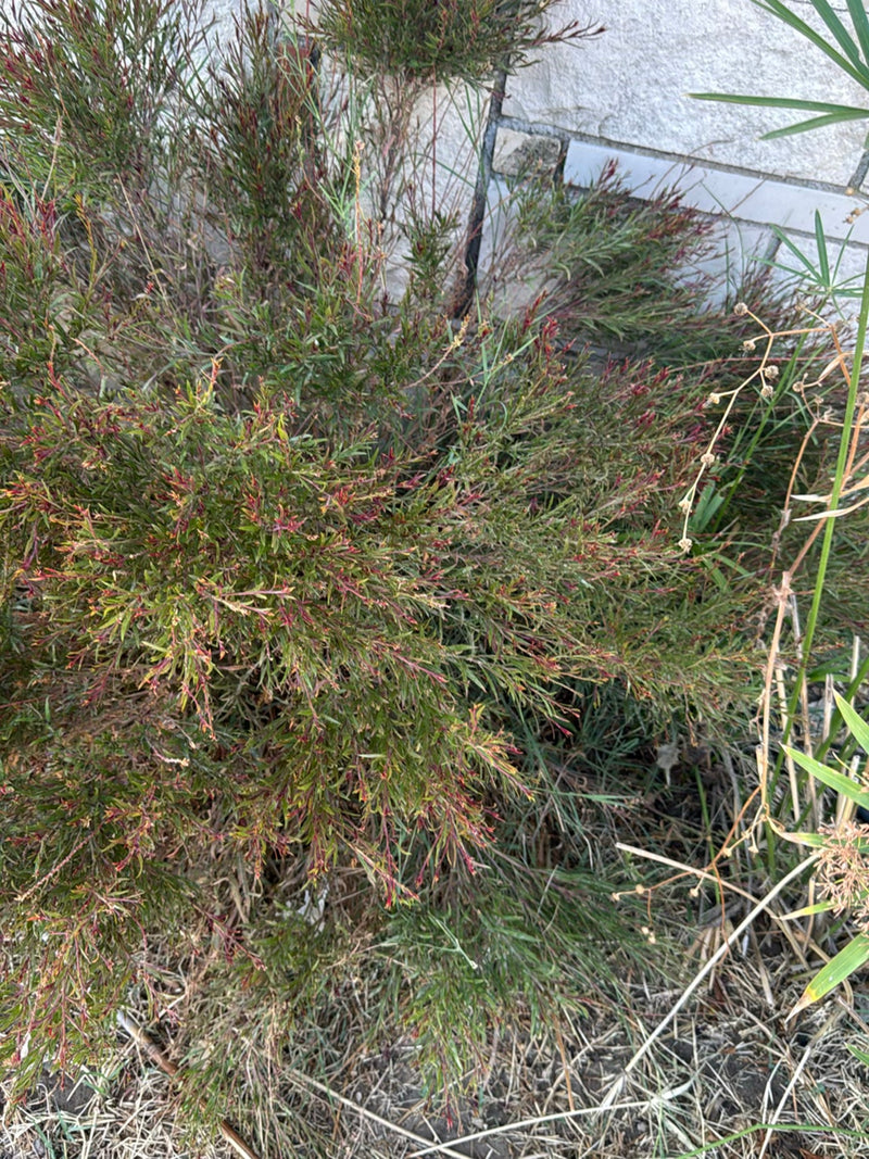 Manuka (mirto del mare del sud) — foto 1 di 4