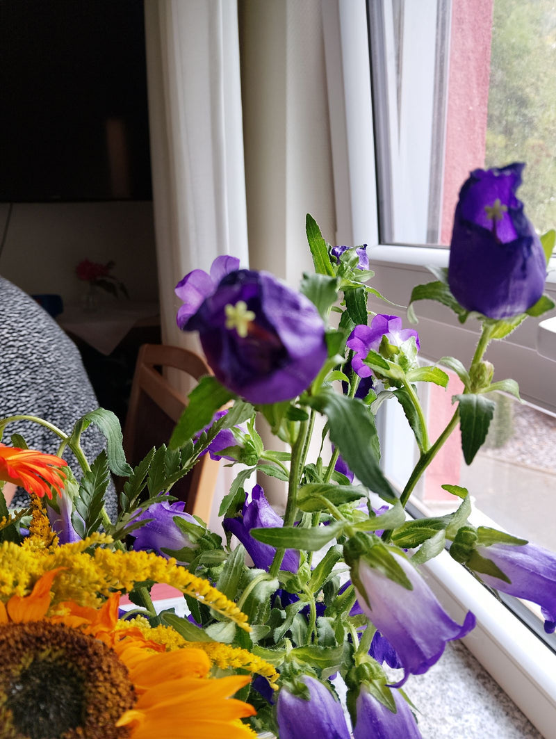 La campanula di Maria — Bild 1