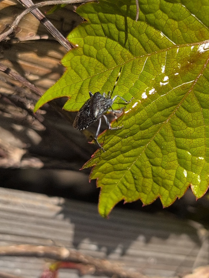 Cimice marmorizzata — Bild 4