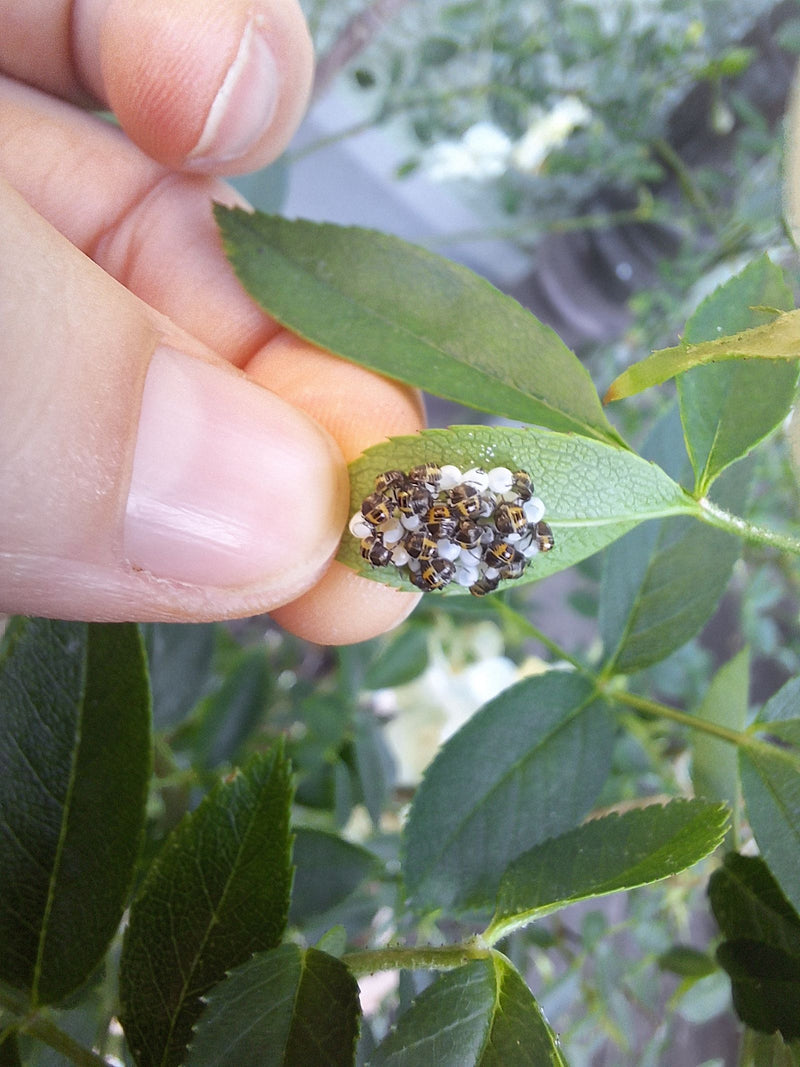 Sulle foglie verdi si vedono ninfe appena nate e uova della cimice marmorizzata. Una mano umana tiene delicatamente la foglia.