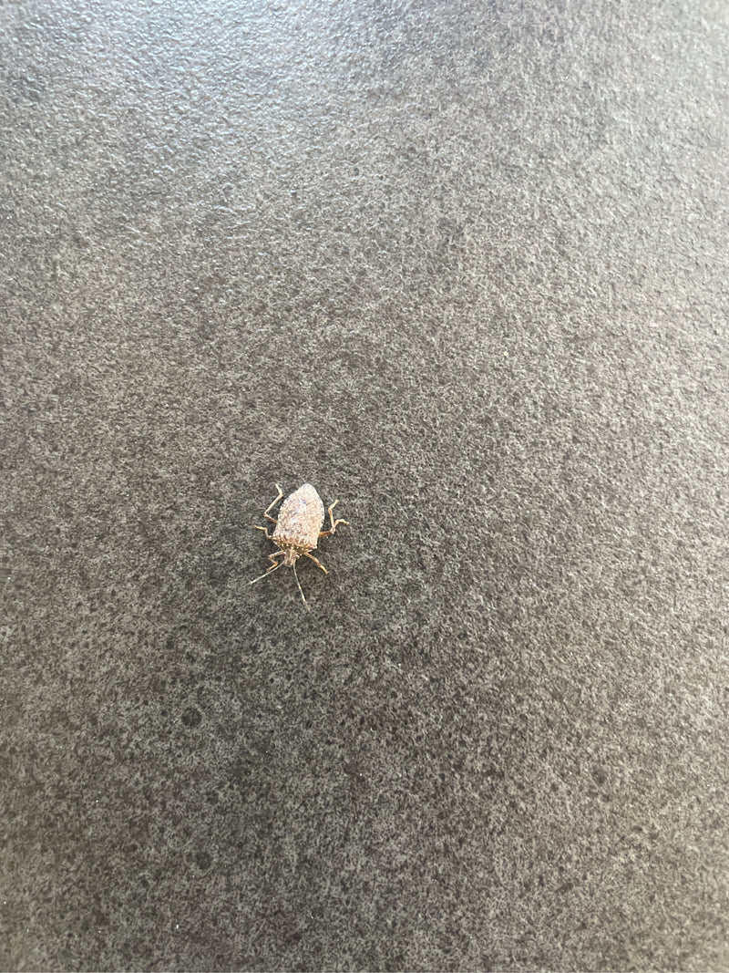 L'immagine mostra una cimice marmorizzata posata su una superficie scura.