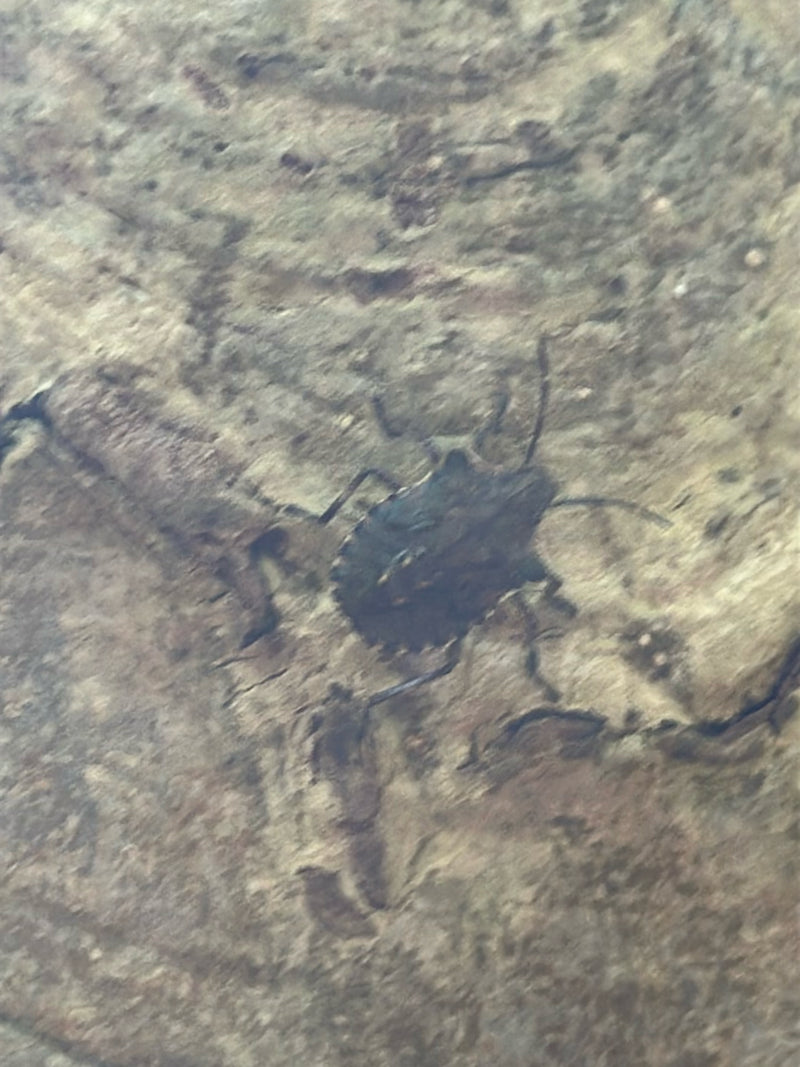 Una cimice marmorizzata è fotografata dall'alto mentre si trova su una corteccia d'albero strutturata.