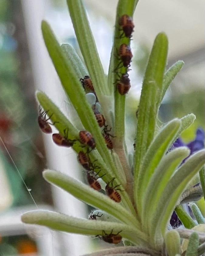 Diverse ninfe rosso-nere della cimice marmorata scalano le foglie verdi di una pianta. I giovani insetti sono chiaramente visibili in primo piano.