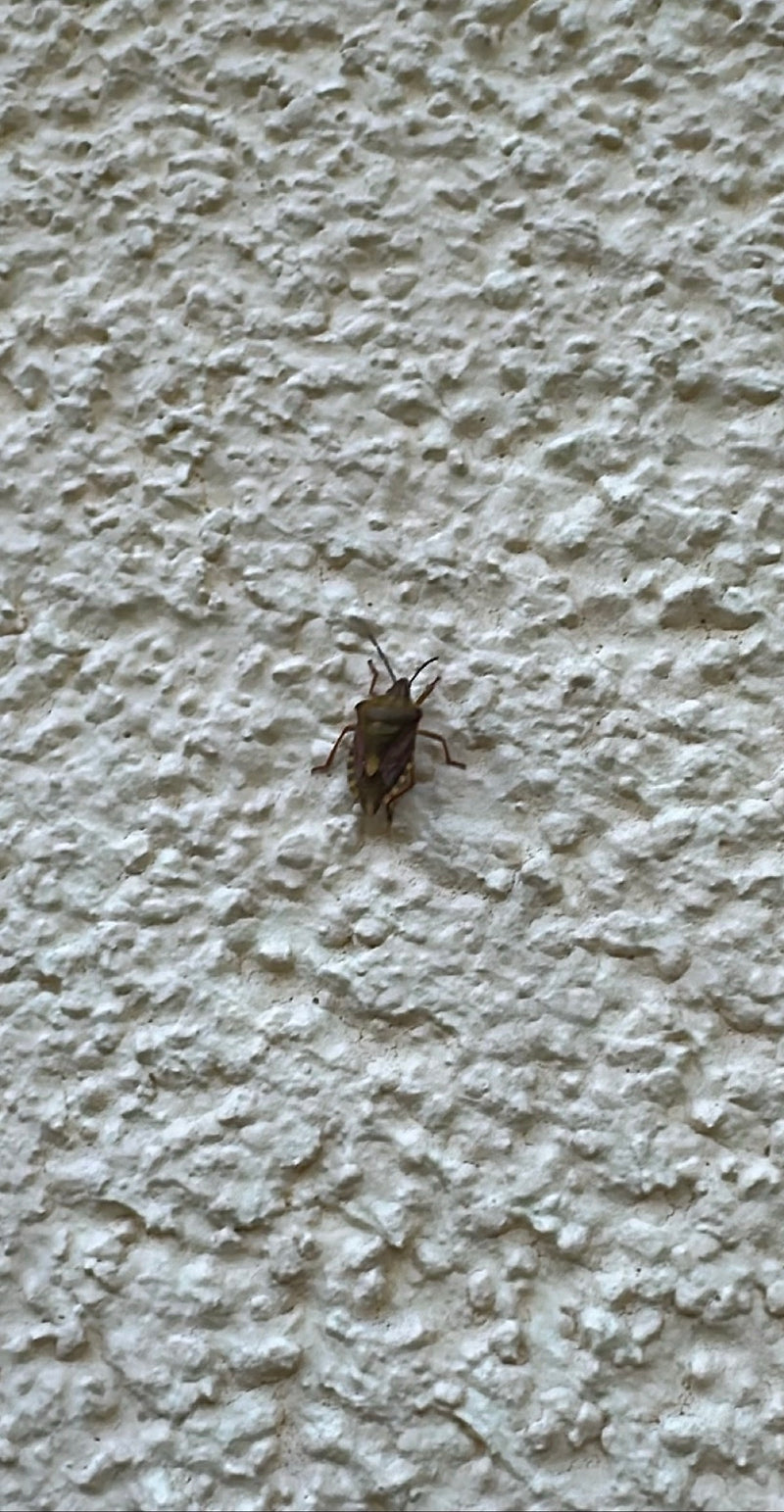 Cimice marmorizzata — Bild 1