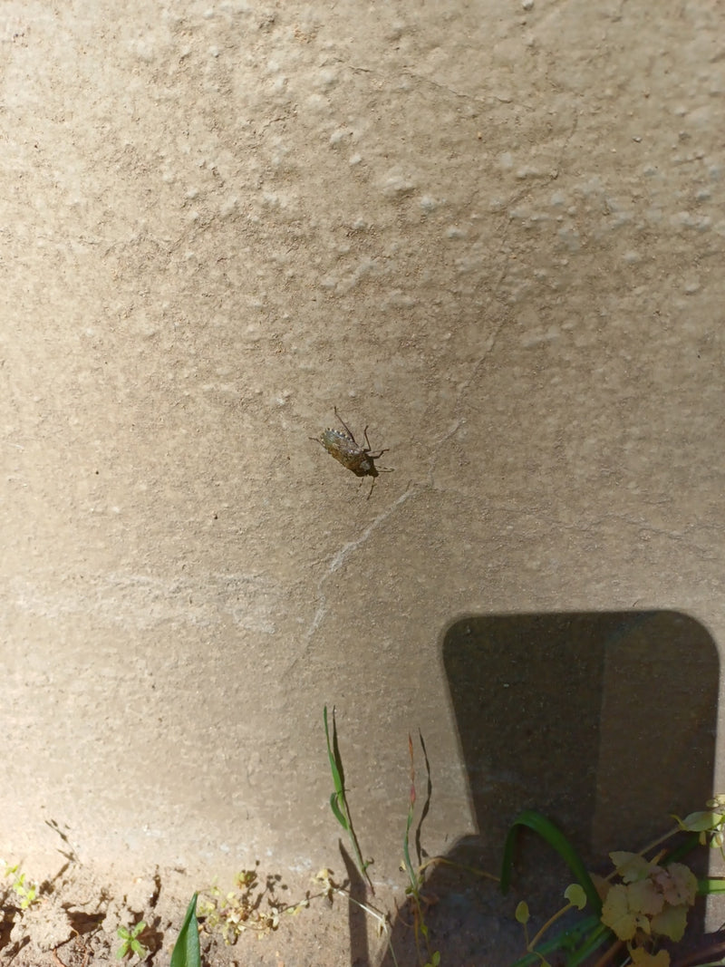 Una cimice marmorizzata è seduta su un muro chiaro intonacato. L'insetto è visto dall'alto.
