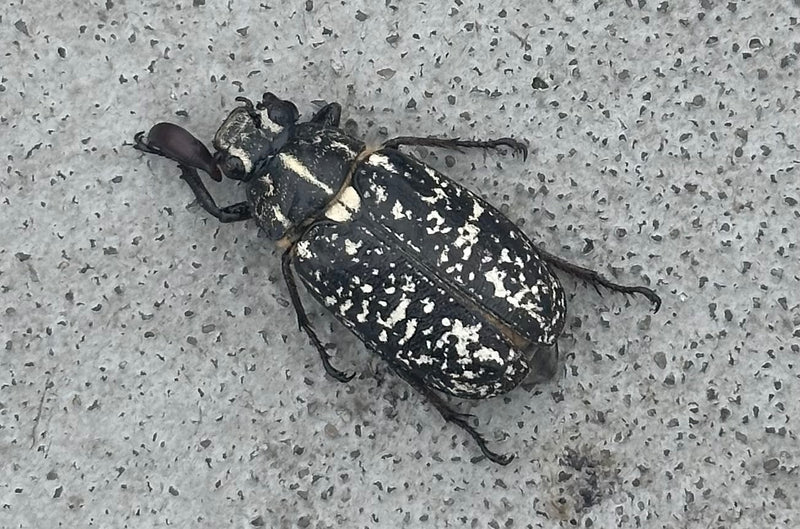 Scarabeo rosa marmorizzato — foto 1 di 3