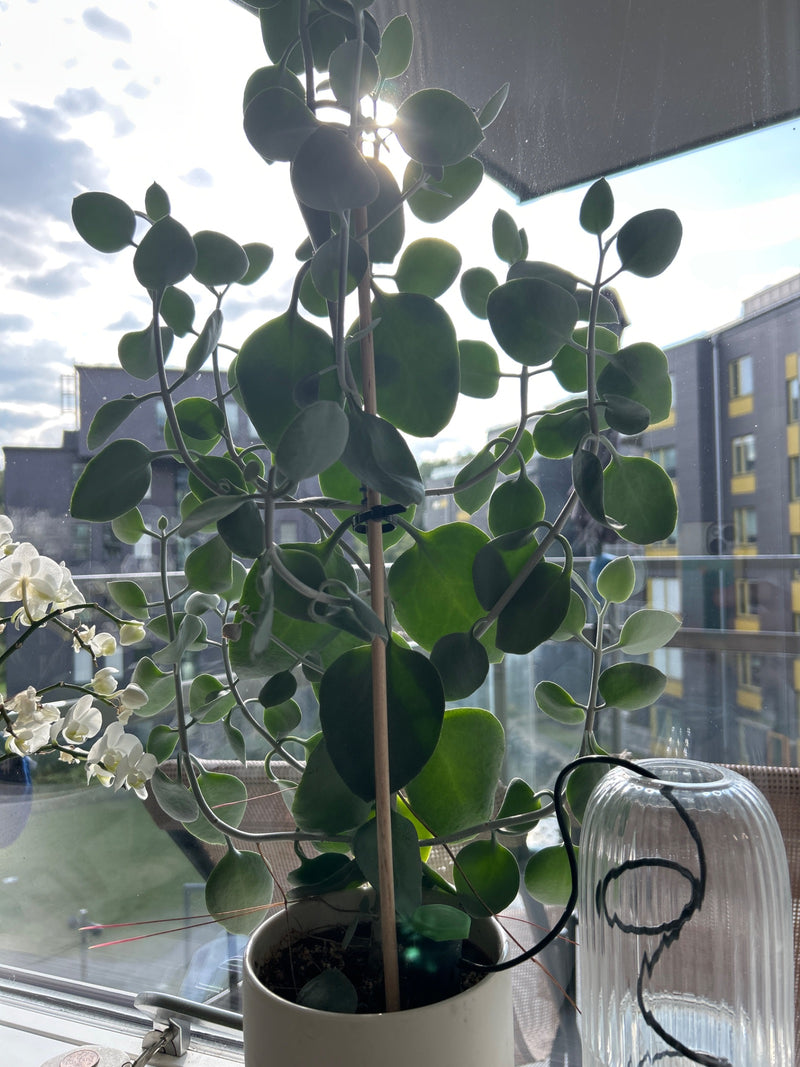 Marniers Kalanchoe — foto 1 di 1