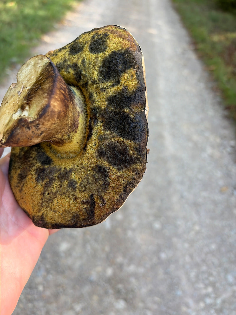 Porcini di castagne — foto 5 di 9