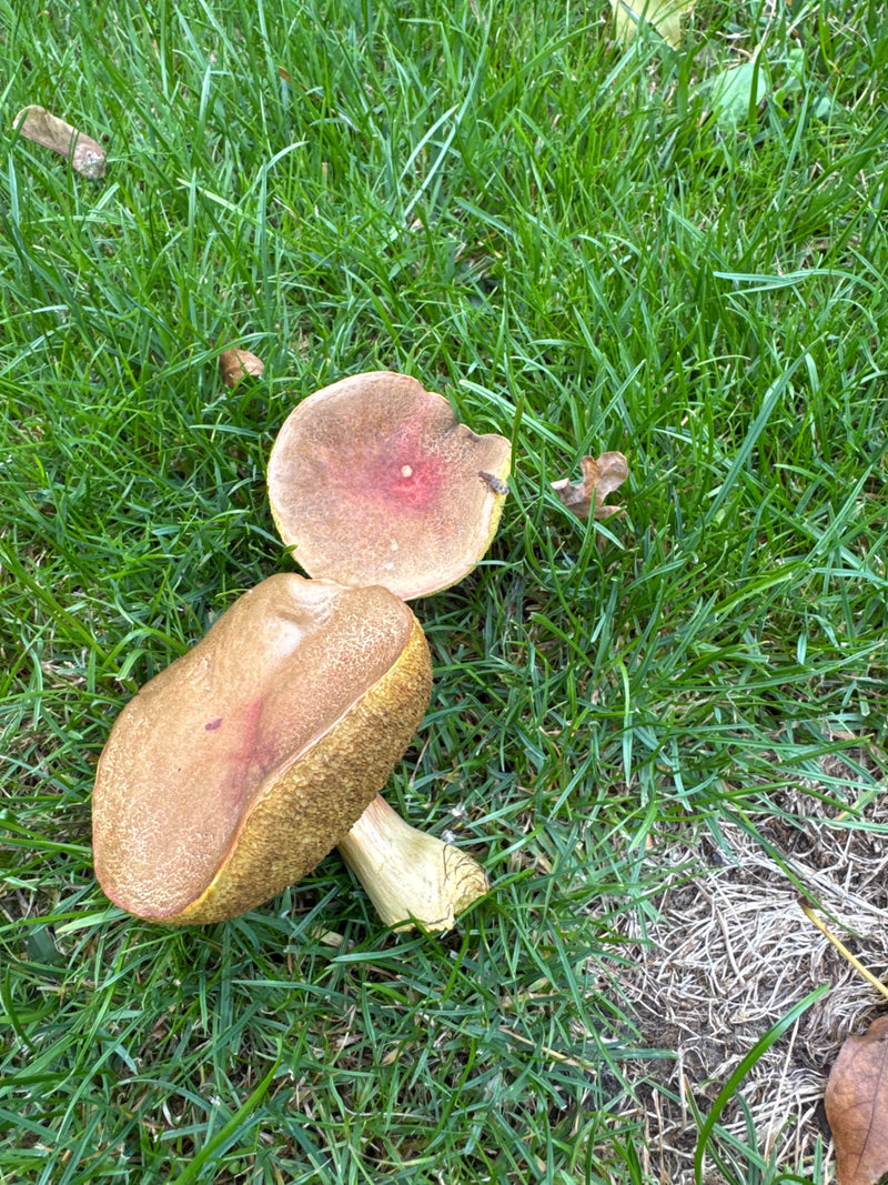 Porcini di castagne — foto 1 di 9