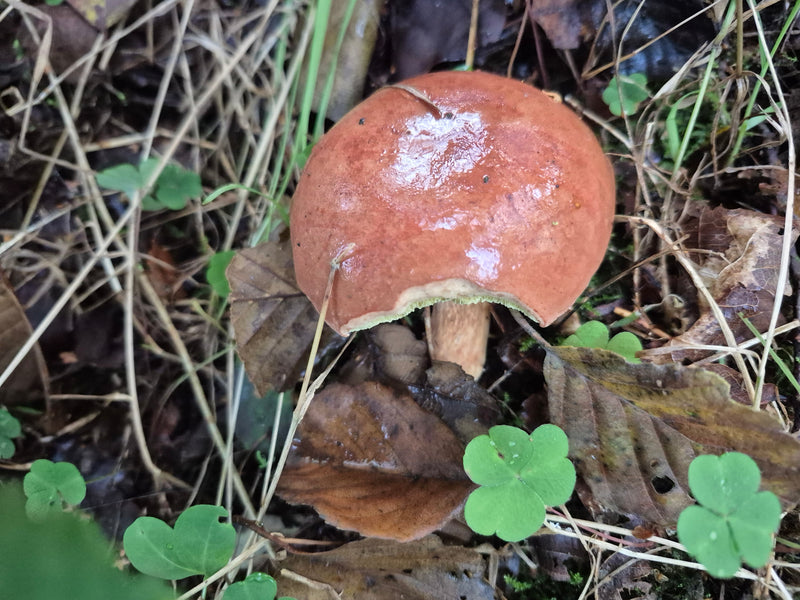 Un boleto baio con cappello lucido e parzialmente rosicchiato cresce sul terreno boschivo tra foglie secche e trifoglio.