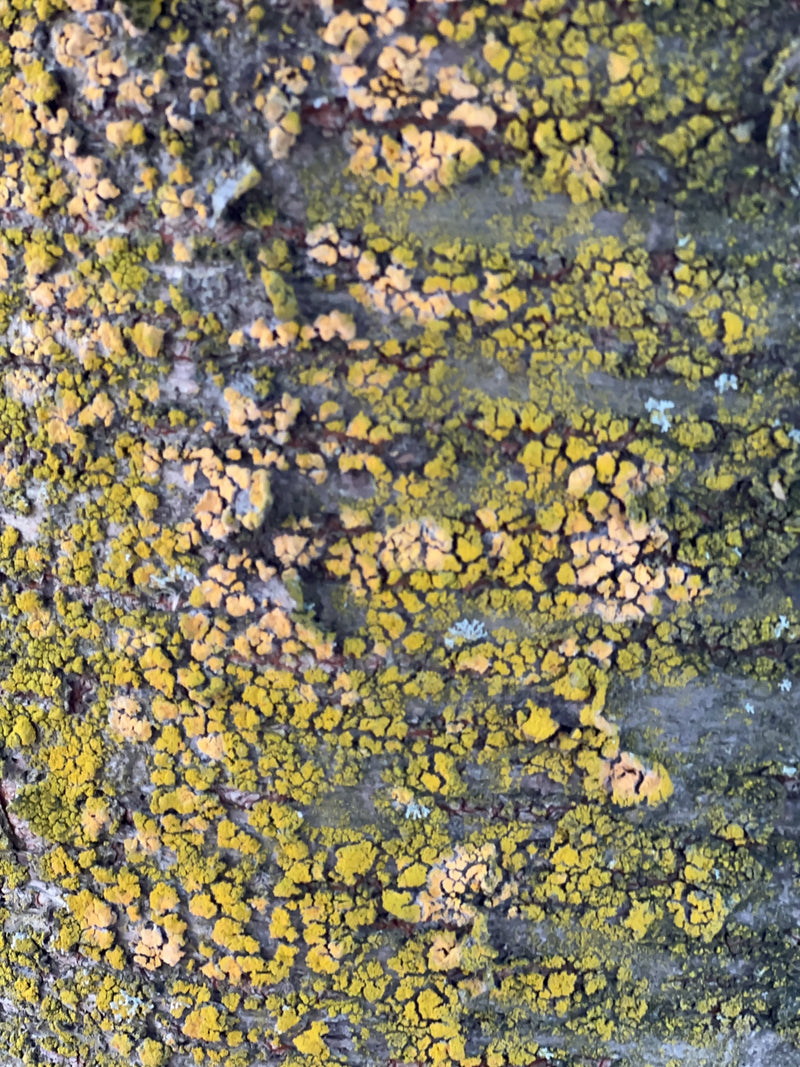La Xanthoria parietina cresce piatta sulla scorza ruvida di un albero. Le sue strutture tallose giallo-arancio sono ben visibili.