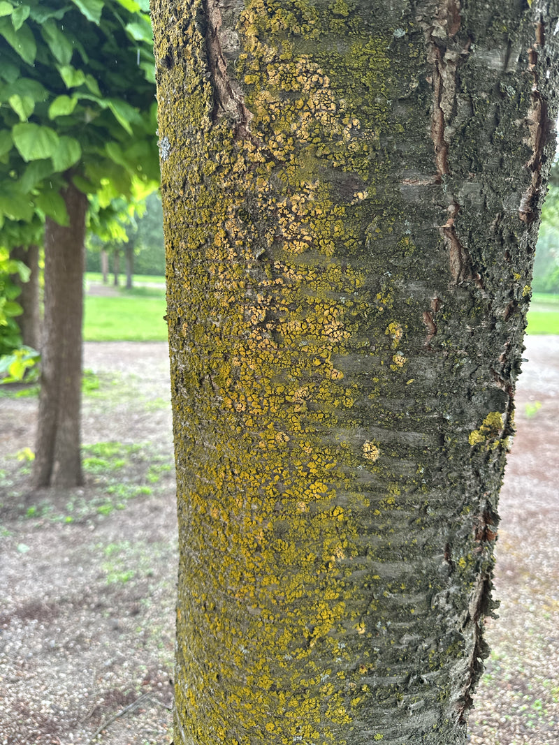 Un lichene giallo comune si diffonde sulla corteccia ruvida di un tronco d'albero. Il primo piano mostra la tipica crescita all'aperto.