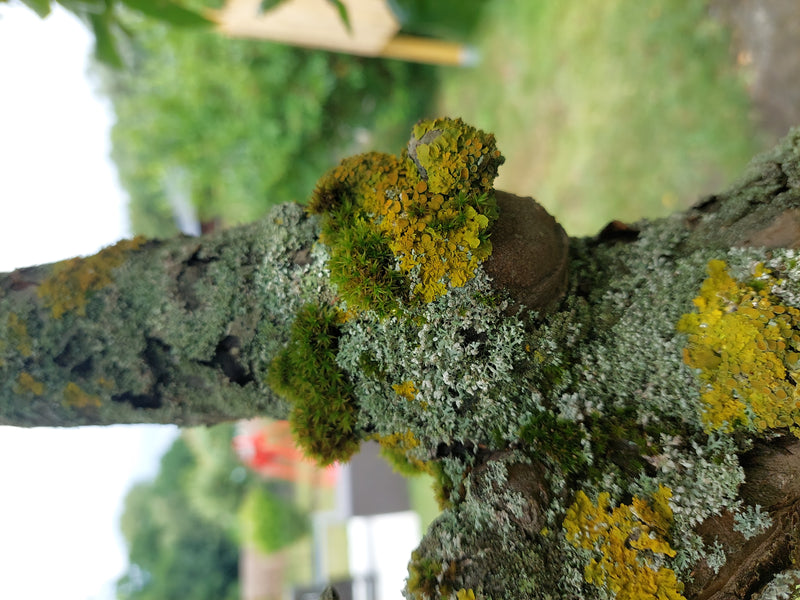 L'immagine mostra la xantoria parietina che cresce sulla scorza ruvida di un albero. Mostra il suo tipico colore giallo-arancione ed è chiaramente riconoscib...