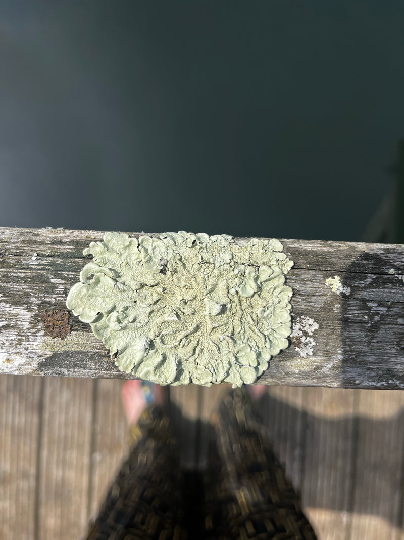 L'immagine mostra un lichene giallo comune che cresce su una superficie di legno. Lo scatto mostra il tallo fogliaceo dall'alto.